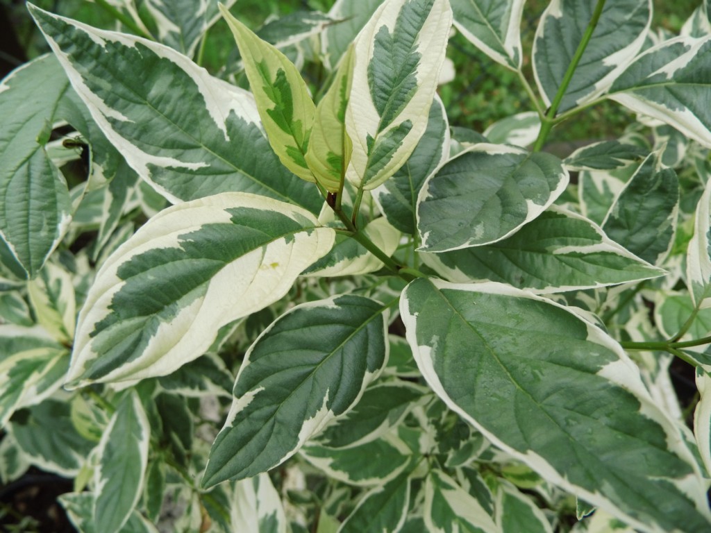 Cornus sericea 'White Gold'